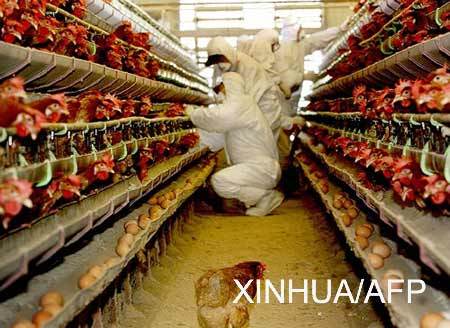 12月21日,韩国卫生工作人员在汉城东南130公里的一个家禽饲养所内