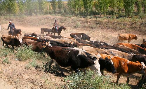 新疆阿勒泰近300万头只牲畜开始秋季转场