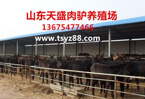 南皮县肉牛犊养殖场酒糟养牛技术_【牲畜】