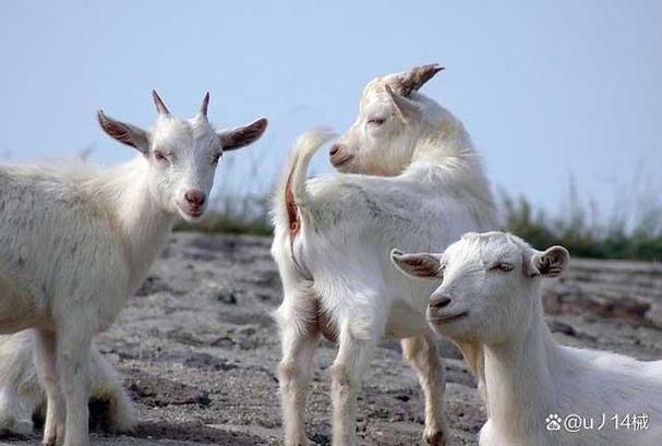 羊是一种被广泛饲养的家畜,羊是哺乳动物,广泛分布在全球各地